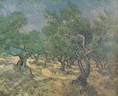 Vincent Van Gogh Olive Grove (nn04) Spain oil painting art